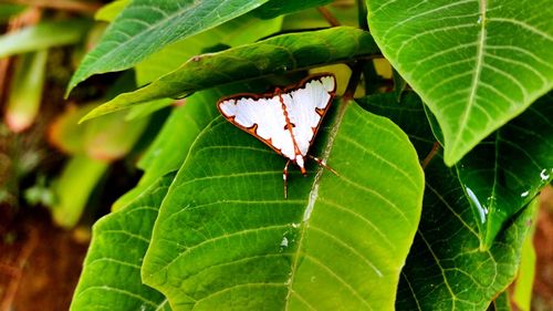 Close-up of insect on leaf