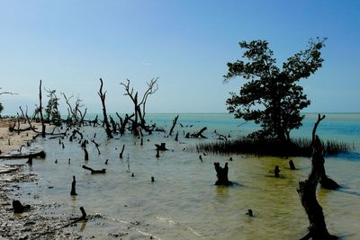 Scenic view of sea against clear sky