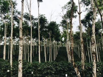 Panoramic shot of trees in forest against sky
