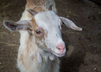 Close-up of goat on field