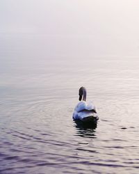 Swan swimming in a lake