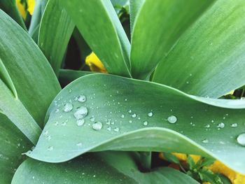 Close-up of wet leaves