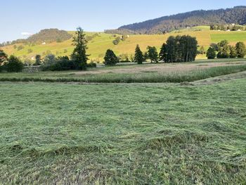 Scenic view of field against sky