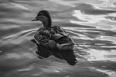 Duck swimming in lake