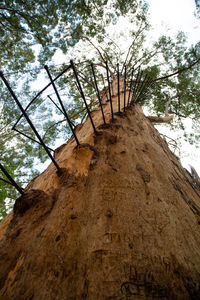 Low angle view of staircase against trees