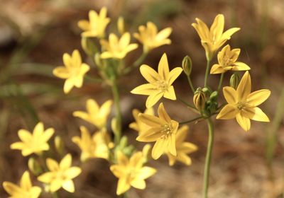 Close-up of yellow flowering plant on field