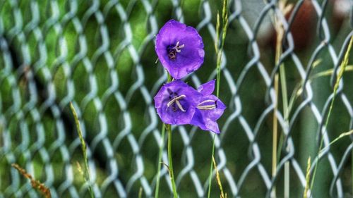 Close-up of purple flower blooming outdoors