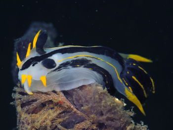 Yello, black translucent underwater slug, nudibranch polycera capensis