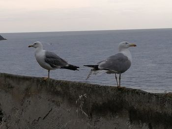 Seagulls perching on a beach