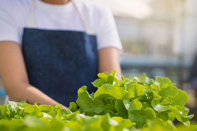 Midsection of person holding leaf