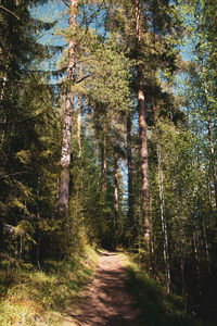Trail along trees in forest