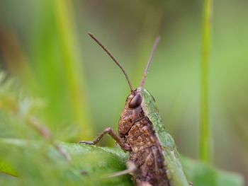 Close-up of insect on plant