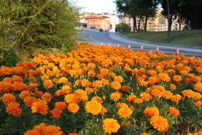 Close-up of yellow flowers growing in field