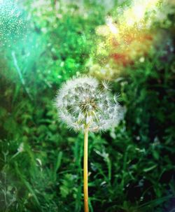 Close-up of dandelion on field