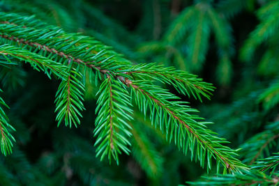 Close-up of pine tree