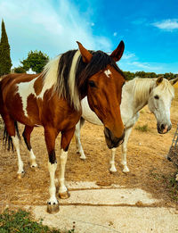 Horses standing in ranch against sky