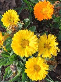 Close-up of yellow daisy flowers