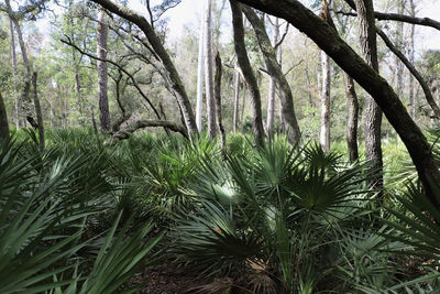 View of trees in forest