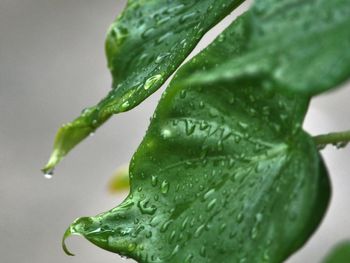 Close-up of wet leaf