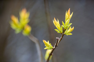 Close-up of yellow flowering plant