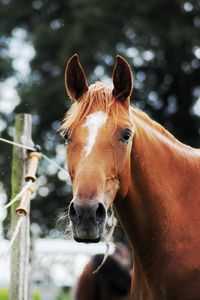 Close-up portrait of a horse in ranch