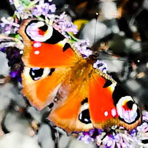 Close-up of butterfly