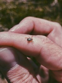 Close-up of tick on hand