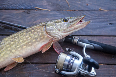 Close-up of fish