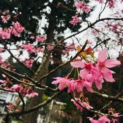 Close-up of pink cherry blossoms in spring