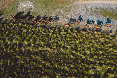 High angle view of plants growing on field