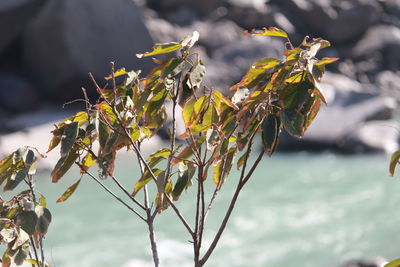 Close-up of wilted plant during autumn