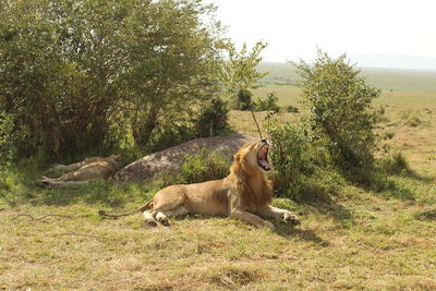 Yawning lion