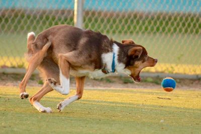 Dog standing on grassy field