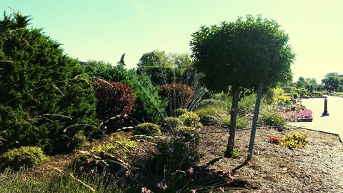 View of trees on sunny day