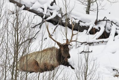 Lone elk in snowy winter at yellowstone national park