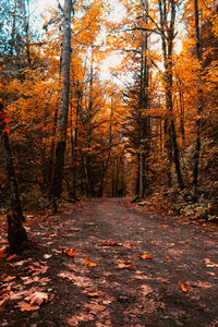 Trees in forest during autumn