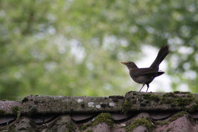 Bird perching on wood