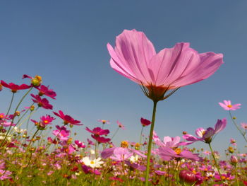 Close-up of pink cosmos flowers blooming against clear sky