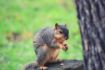 Squirrel holding food on tree stump