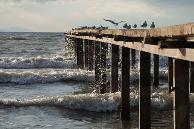 Seagulls perching on sea shore against sky