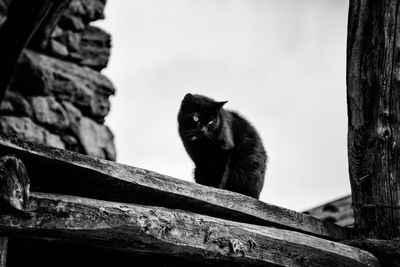 Low angle view of monkey sitting on wood against sky