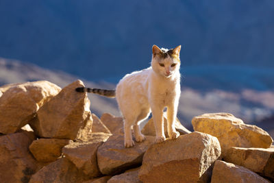 The cat walks along the trail against the backdrop of the mountain of moses in egypt