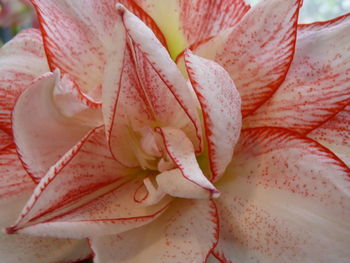 Close-up of pink rose flower