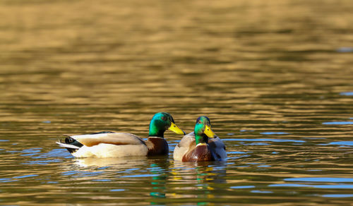 Ducks swimming in lake