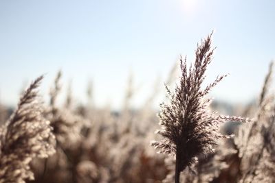 Close-up of plants growing on field against clear sky