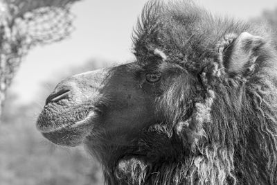 Close-up of a horse looking away