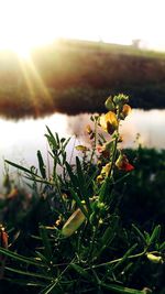 Close-up of yellow flowers growing on lakeshore