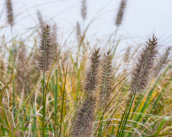 Close-up of crops growing on field