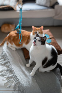 Cat sitting in a home