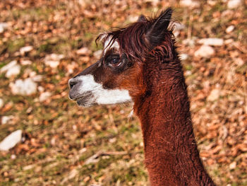 Close-up of a alpaca looking away